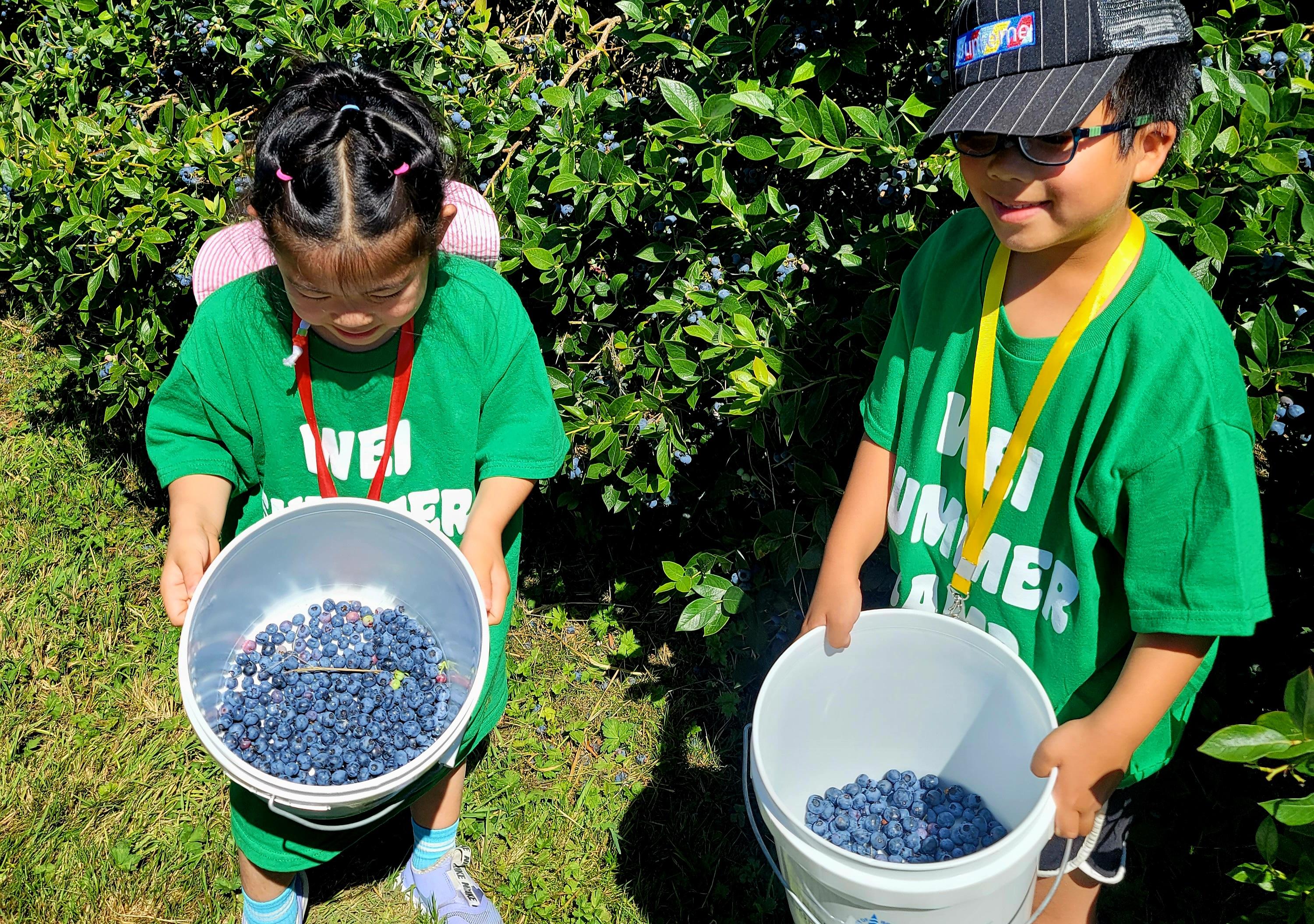 Blueberry Picking